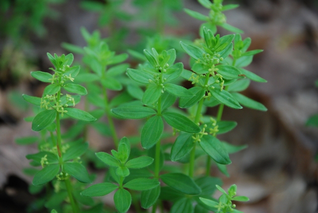 Cruciata glabra